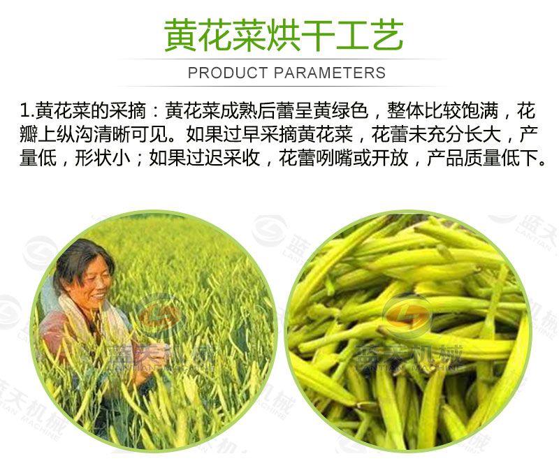 黃花菜網(wǎng)帶烘干機(jī)烘干工藝