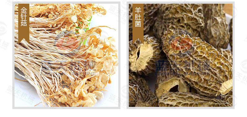 生姜片網帶烘干機烘干效果