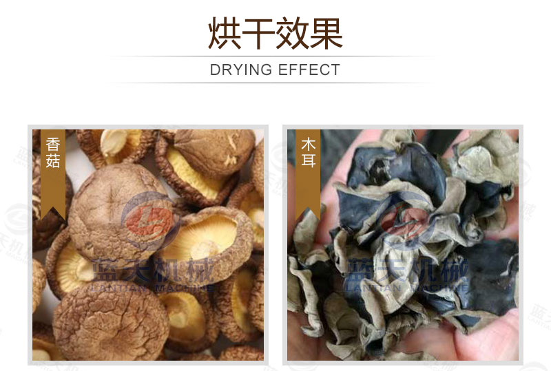 生姜片網帶烘干機烘干效果