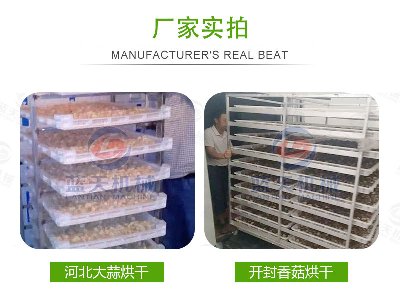  大蒜片網(wǎng)帶烘干機(jī)廠家實(shí)拍