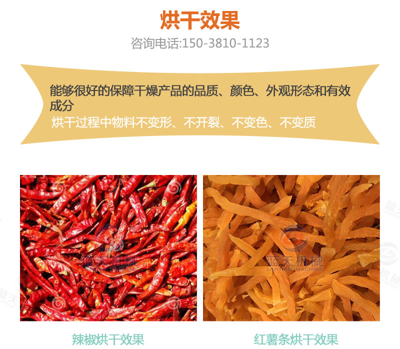 地瓜干網(wǎng)帶式烘干機烘干效果