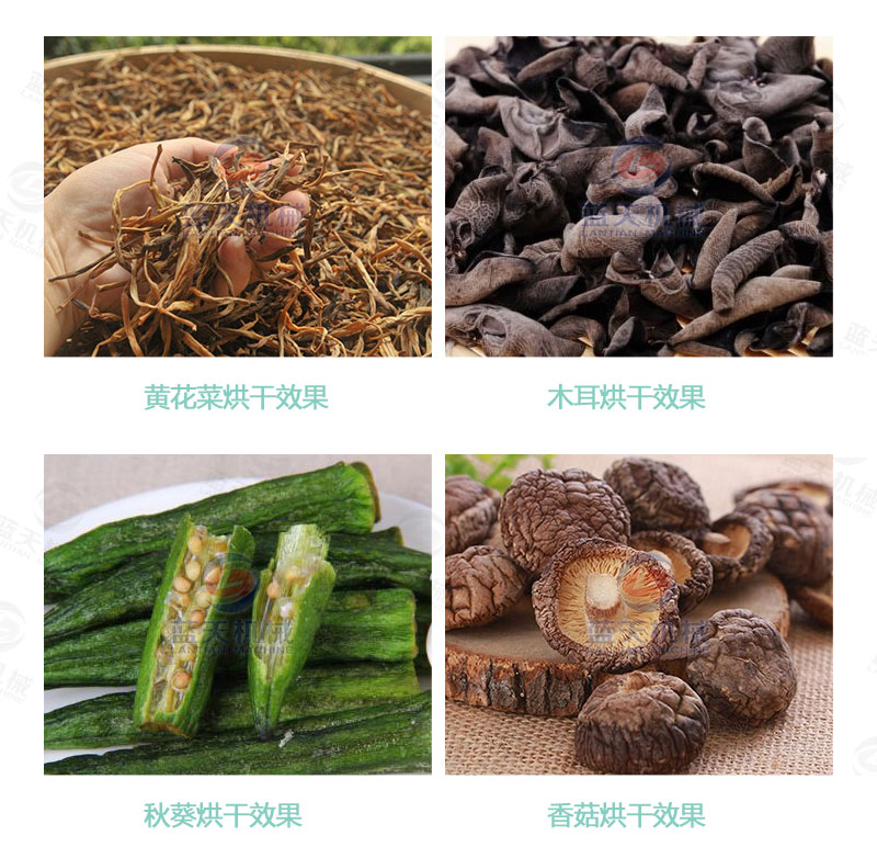 地瓜干網(wǎng)帶式烘干機烘干效果