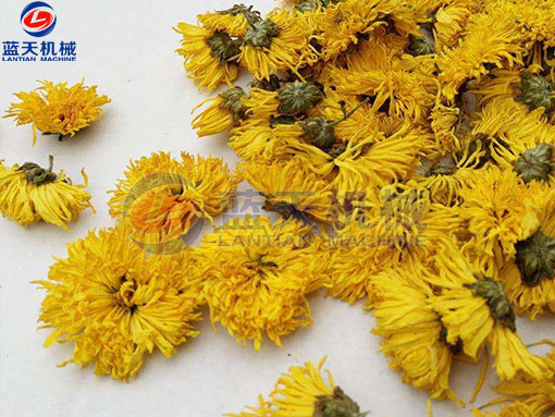 金絲皇菊網(wǎng)帶式烘干機之烘干工藝